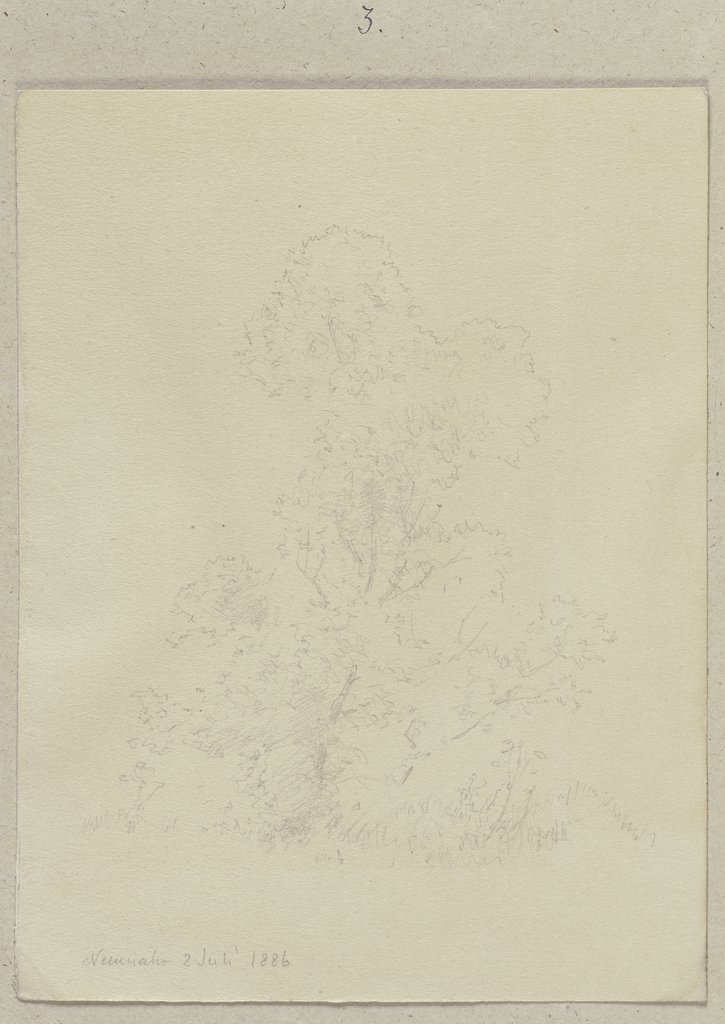 Junger Baum, Carl Theodor Reiffenstein