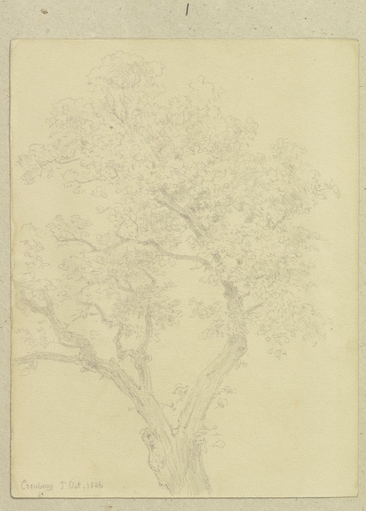 Treetop, Carl Theodor Reiffenstein