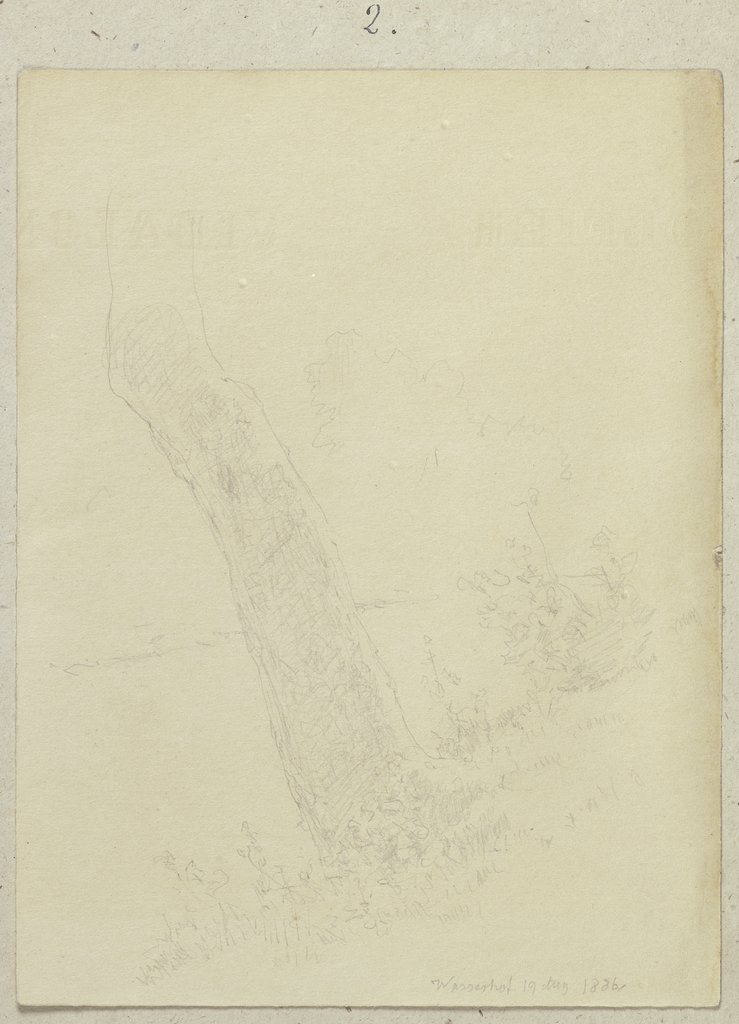 Stamm eines an einer Böschung wachsenden Baumes beim Wasserhof, Carl Theodor Reiffenstein