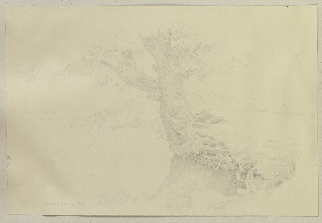 Alter Baum mit freiliegendem Wurzelstock an einer Uferböschung, Carl Theodor Reiffenstein