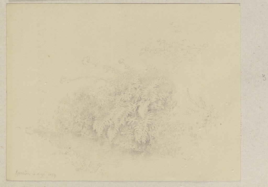 Gras section with fern, Carl Theodor Reiffenstein