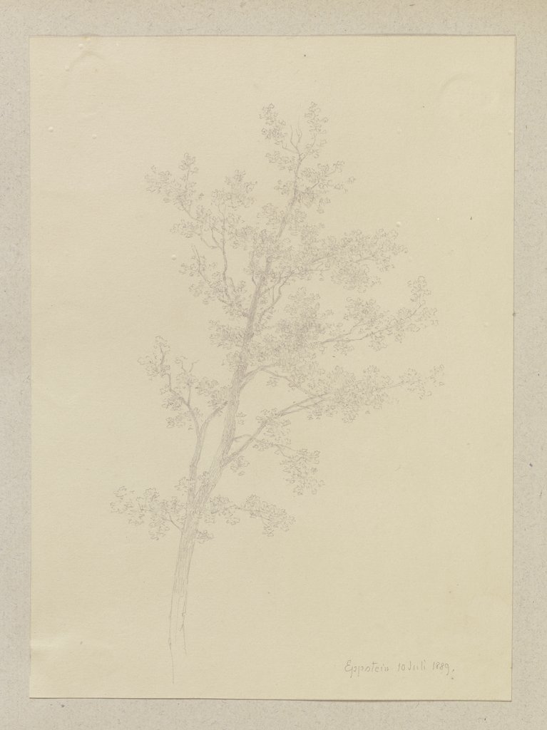 A tree, Carl Theodor Reiffenstein