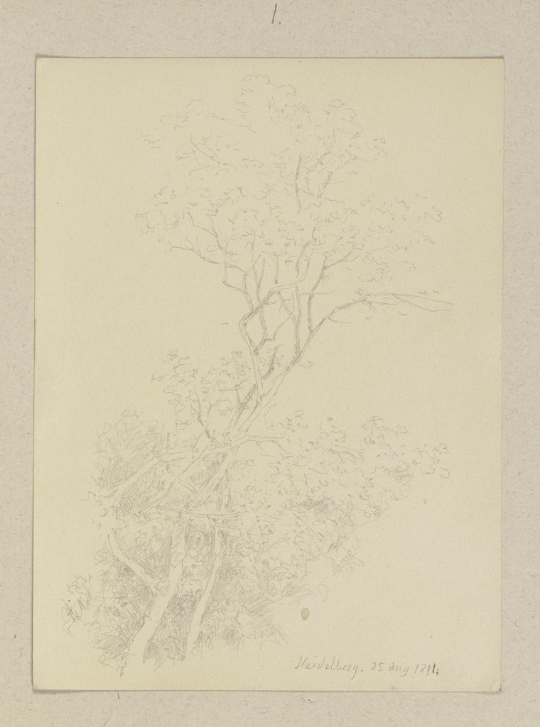 Young tree, Carl Theodor Reiffenstein