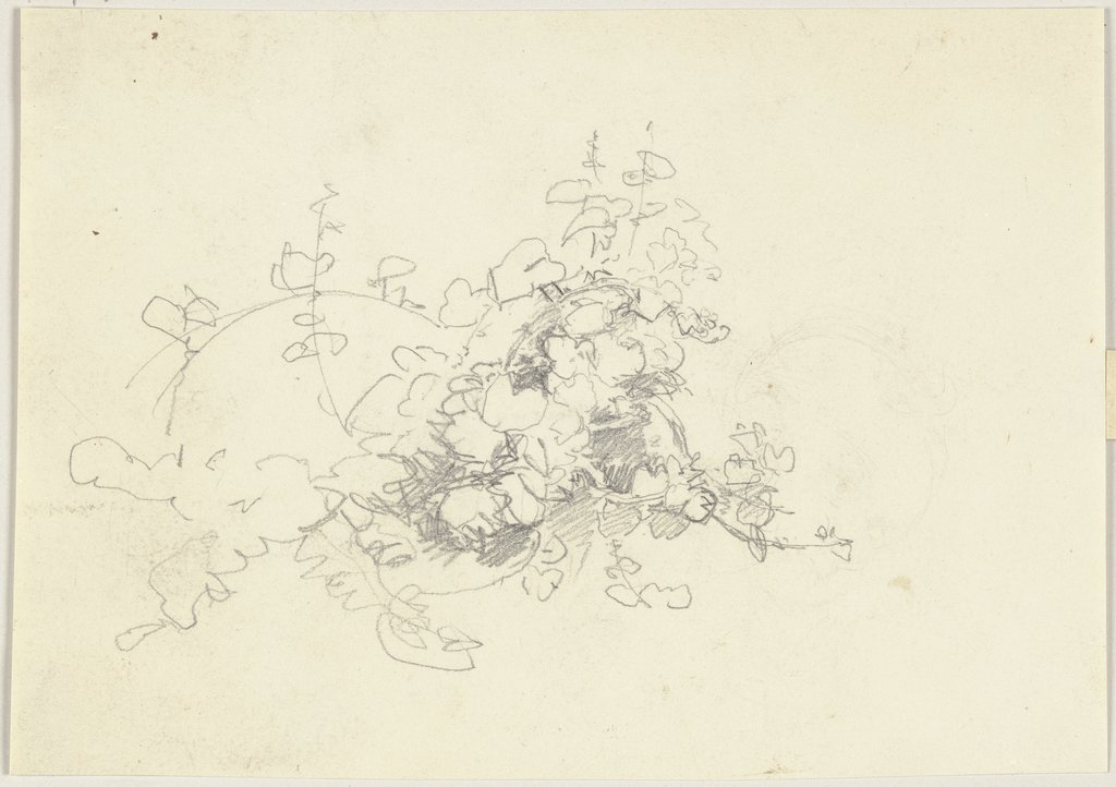 Study of plants, Jakob Becker