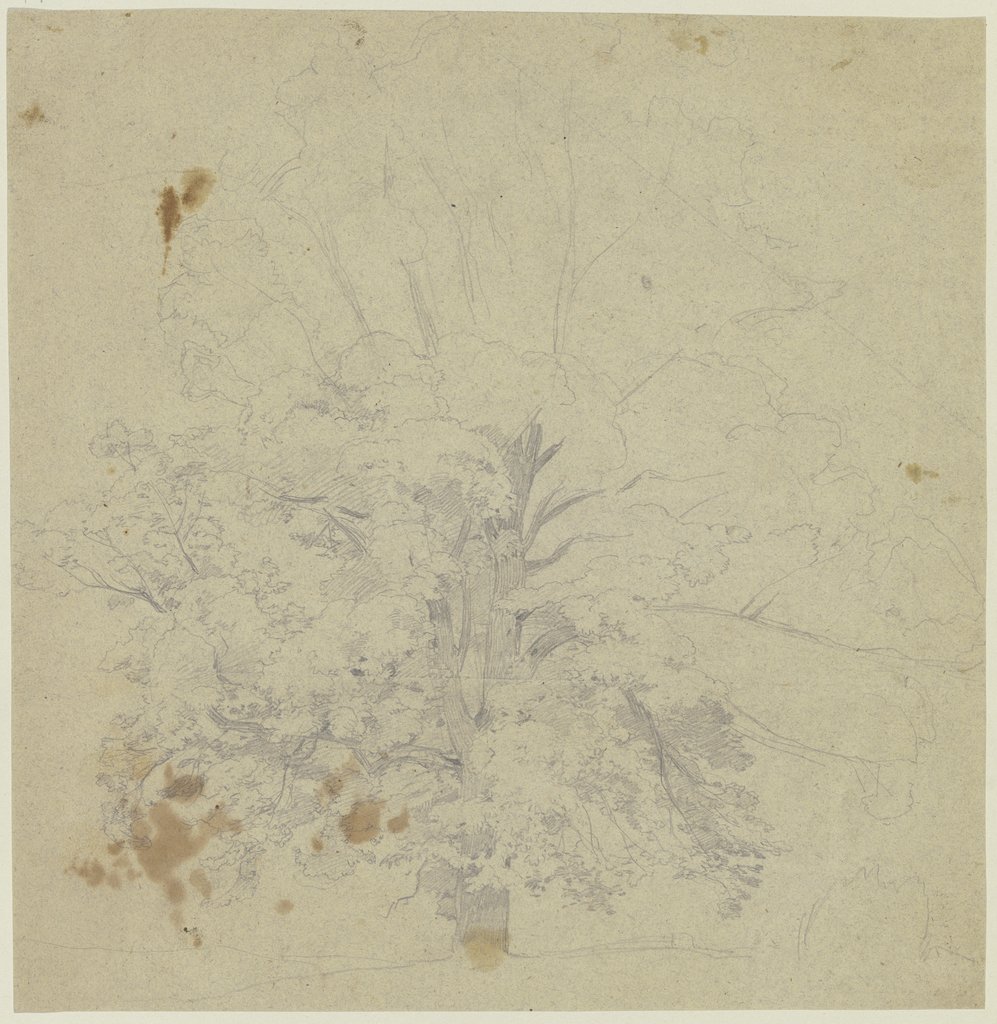Old tree, Jakob Becker