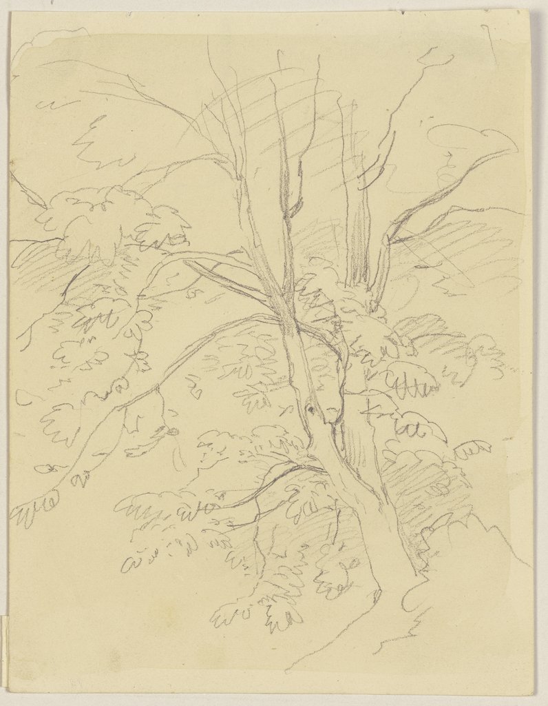 Tree, Jakob Becker