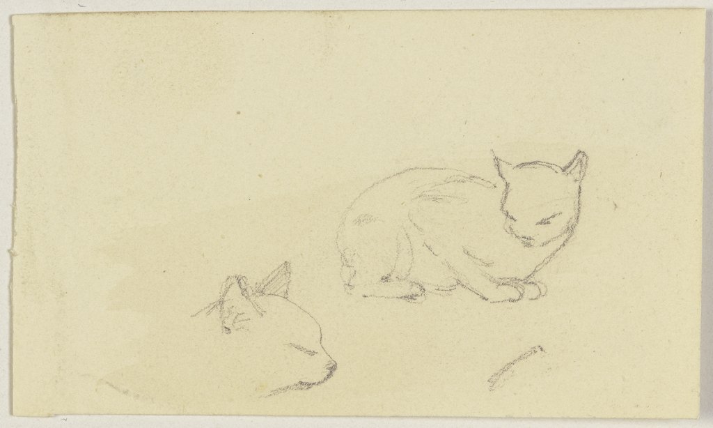 Study sheet: Cats, Jakob Becker