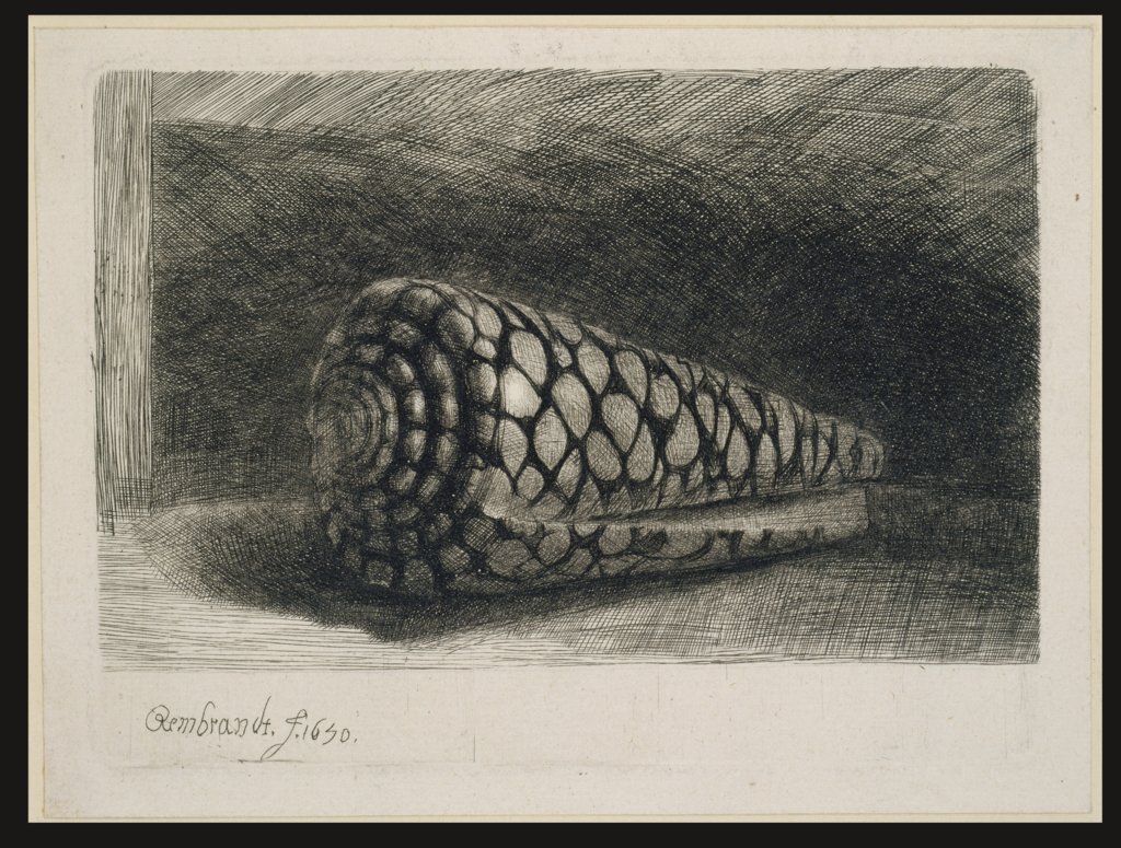 The Shell, Rembrandt Harmensz. van Rijn