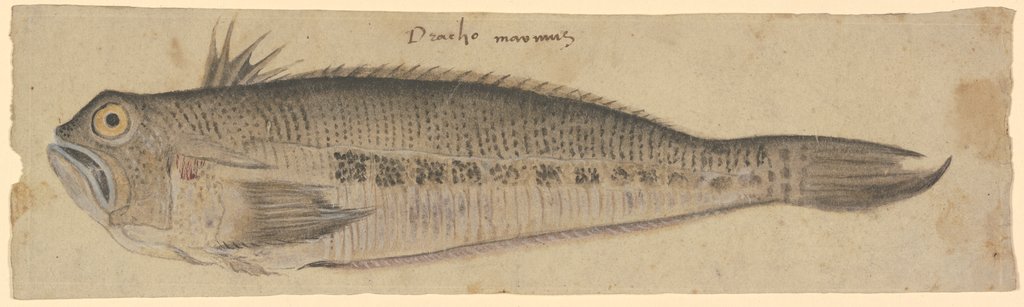 Ein Fisch, Deutsch, 16. Jahrhundert