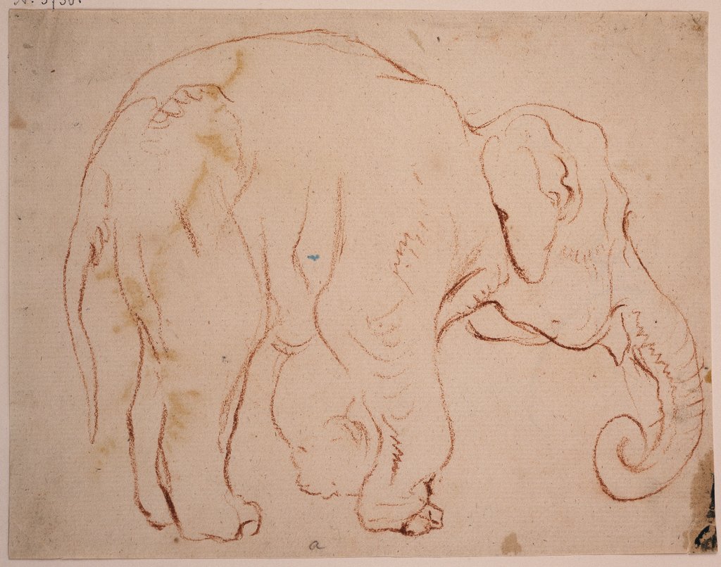 Standing elephant, Daniel Chodowiecki