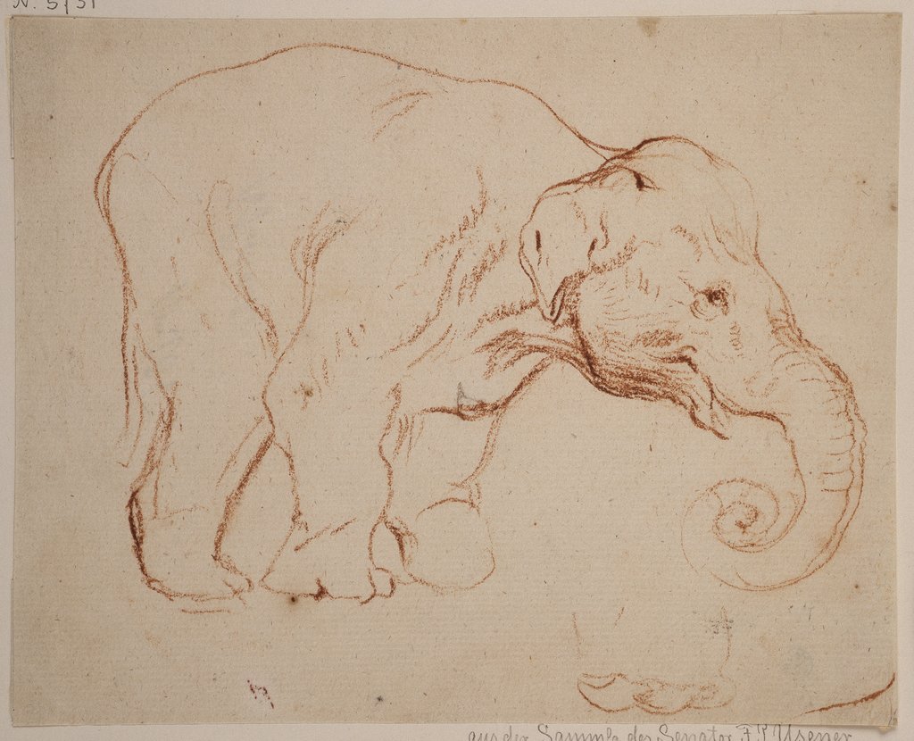 Stehender Elefant, Daniel Chodowiecki