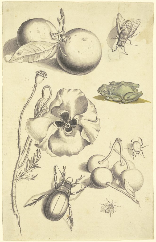 Studienblatt mit einer Mohnblume, Pflaumen, Kirschen, zwei Käfern, einer Fliege, einer Biene und einem Frosch, Johann Daniel Bager