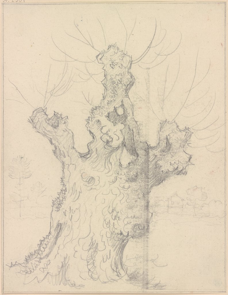 Willow trunk, Friedrich Wilhelm Hirt
