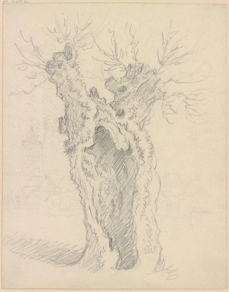 Willow trunk, Friedrich Wilhelm Hirt