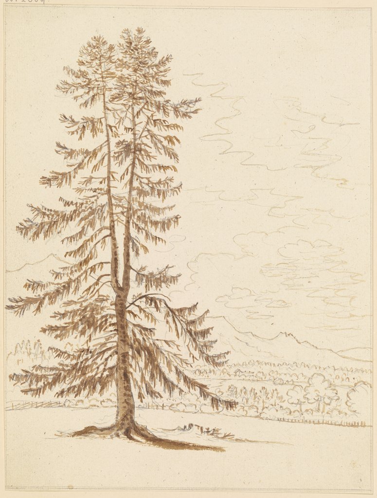 Conifer, Friedrich Wilhelm Hirt