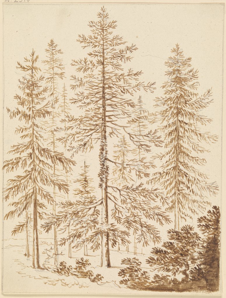 Eine Gruppe von Nadelbäumen, Friedrich Wilhelm Hirt