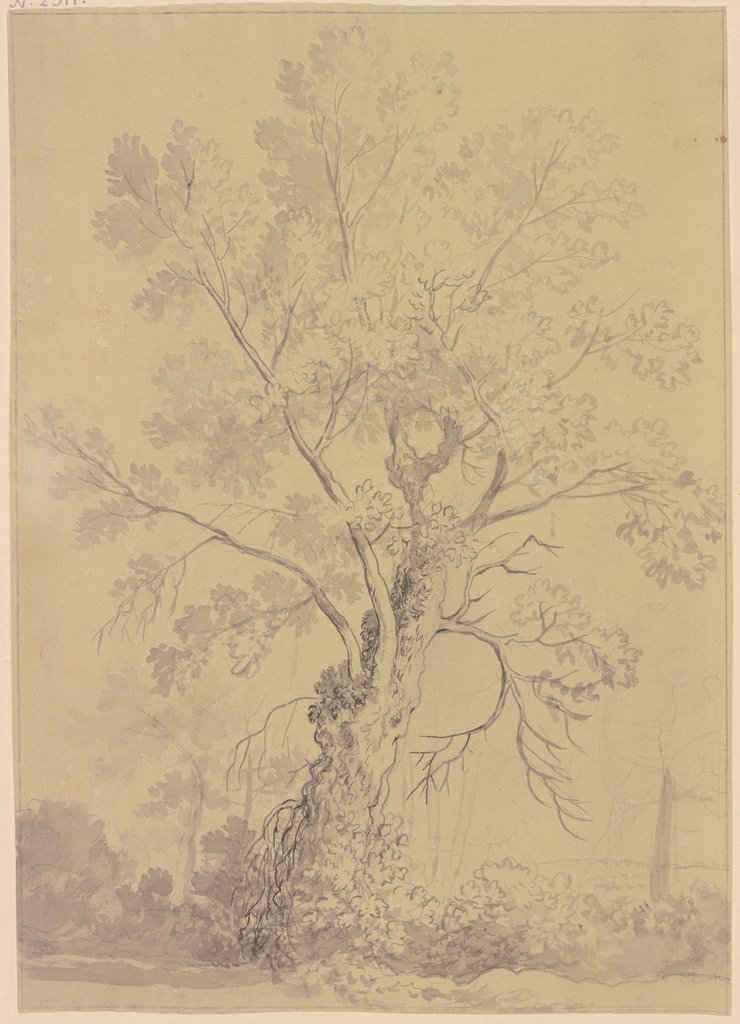 Willow tree, Friedrich Wilhelm Hirt