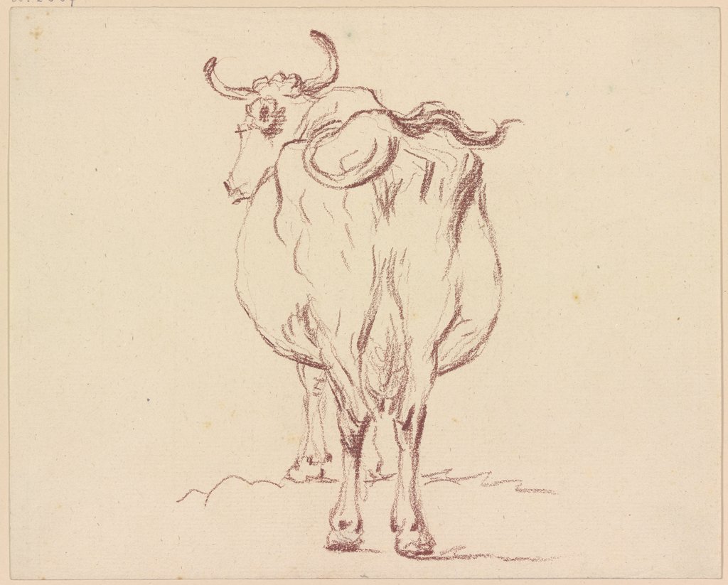 Kuh, rückansichtig, Friedrich Wilhelm Hirt