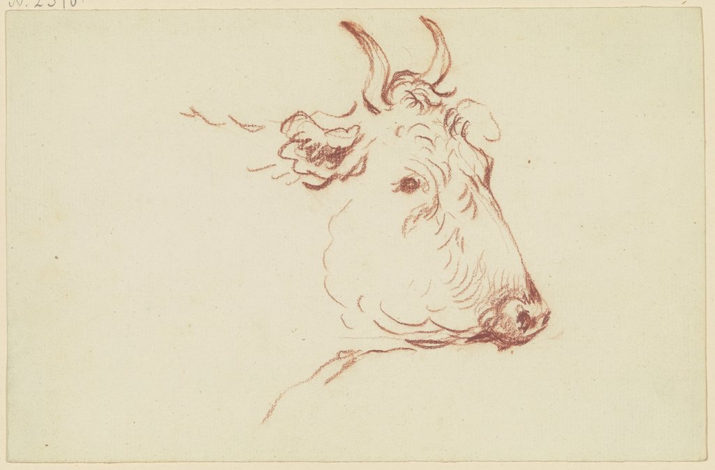 Cow head to the right, Friedrich Wilhelm Hirt
