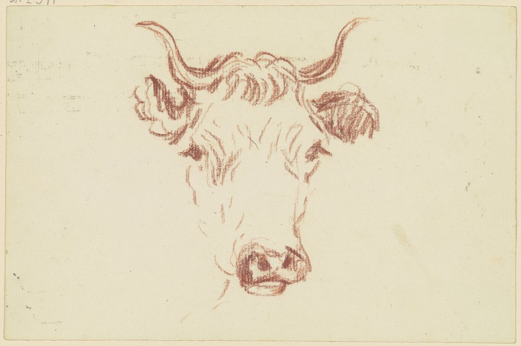 Cattle head en face, Friedrich Wilhelm Hirt
