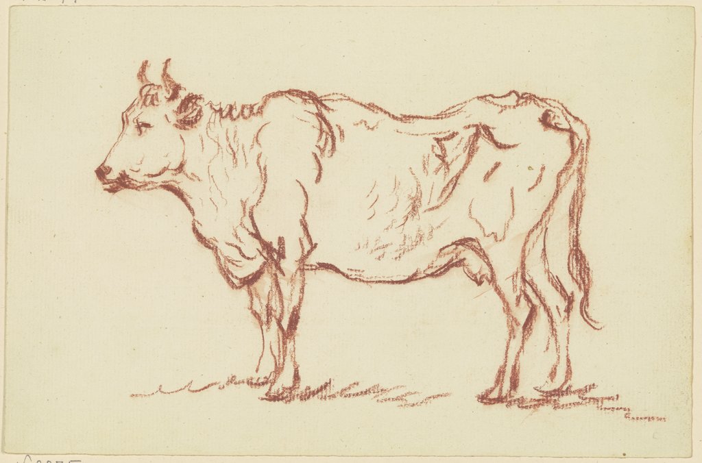 Stehende Kuh nach links, Friedrich Wilhelm Hirt