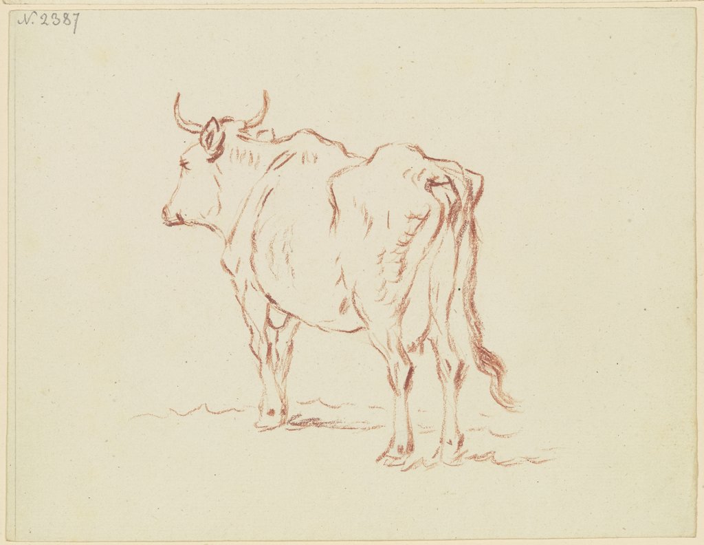Stehende Kuh nach links, in Verkürzung rückansichtig, Friedrich Wilhelm Hirt