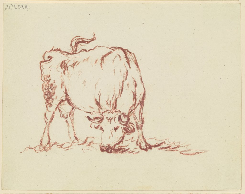 Grasende Kuh, in Verkürzung halb von vorn gesehen, Friedrich Wilhelm Hirt