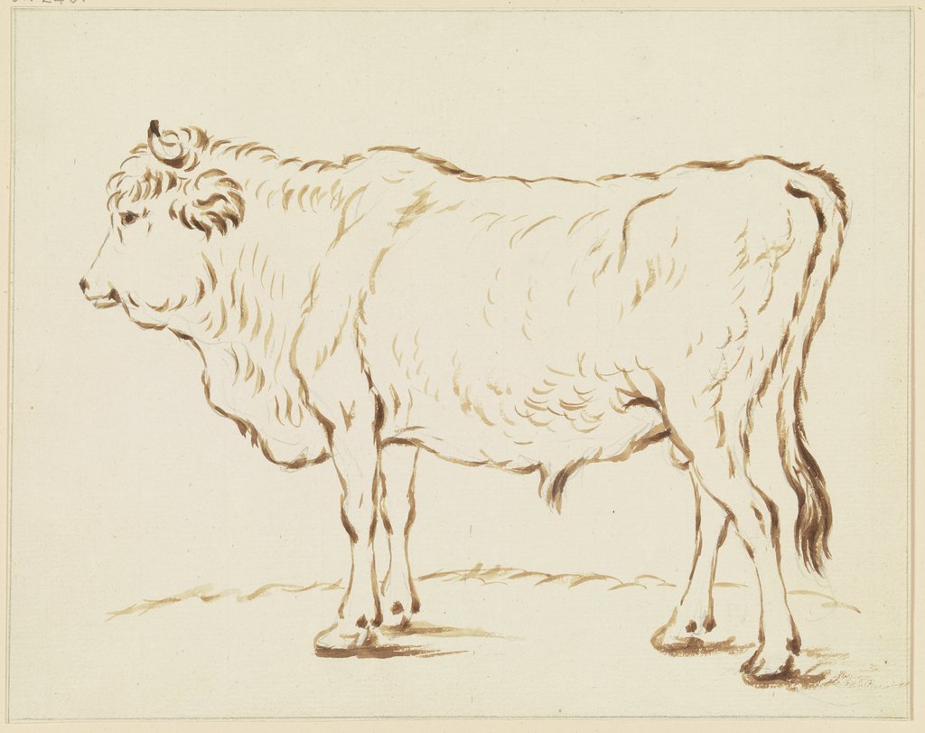Standing ox to the left, Friedrich Wilhelm Hirt