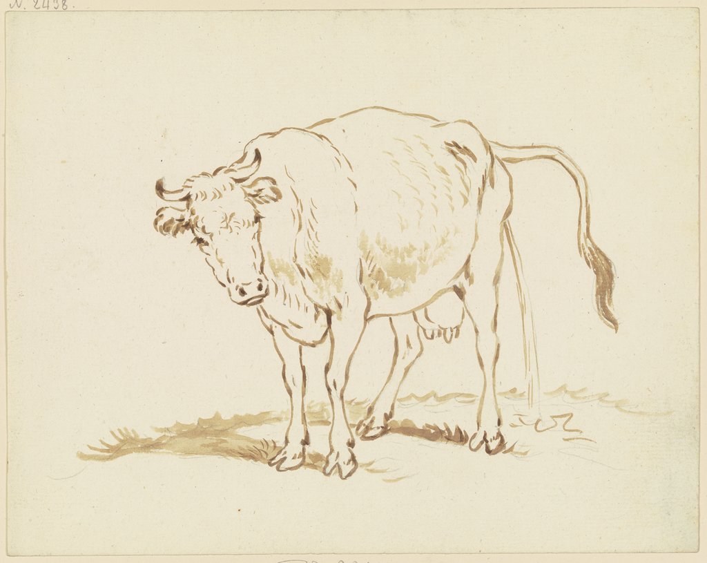 Pissende Kuh nach links, in Verkürzung halb von vorn gesehen, Friedrich Wilhelm Hirt