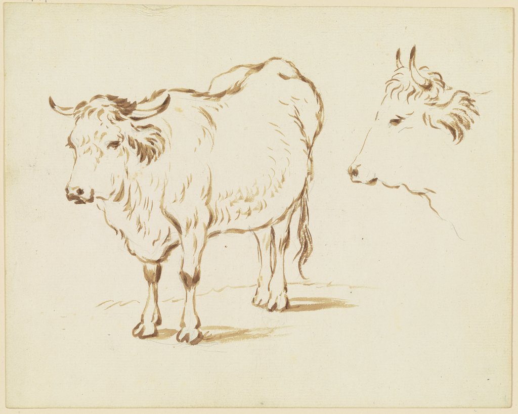 Stehendes Rind in Verkürzung nach links, rechts Rinderkopf im Profil nach links, Friedrich Wilhelm Hirt