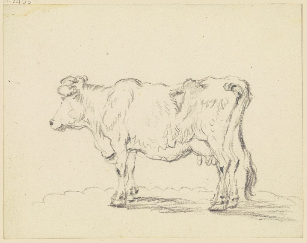 Standing cow to the left, Friedrich Wilhelm Hirt
