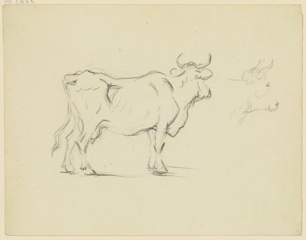 Stehende Kuh im verlorenen Profil nach rechts, daneben ein weiteres Rind, Friedrich Wilhelm Hirt