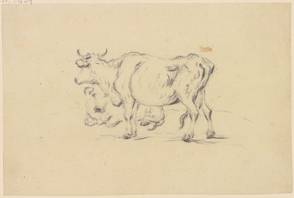 Zwei Rinder, das vordere stehend, das hintere liegend nach links, Friedrich Wilhelm Hirt