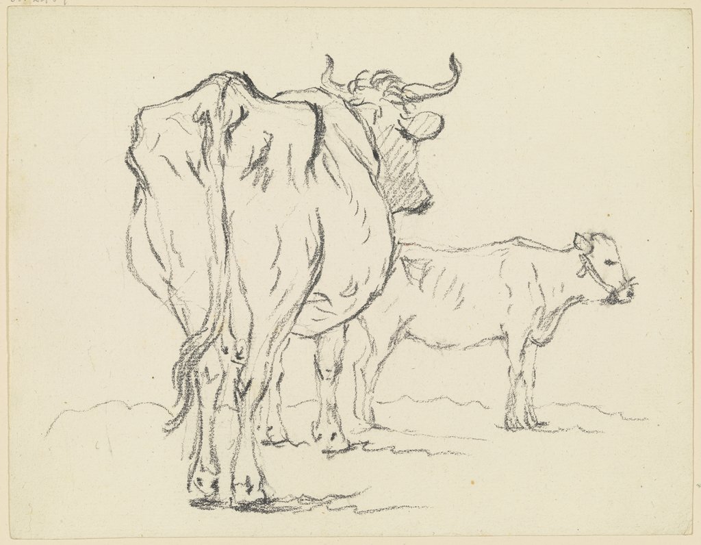 Zwei Rinder, das vordere in starker Verkürzung rückansichtig, das hintere nach rechts, Friedrich Wilhelm Hirt