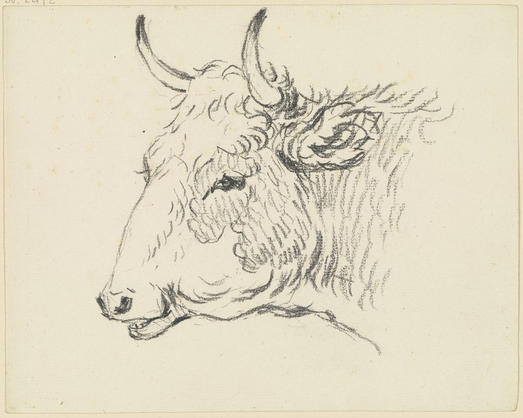 Cattle head to the left, Friedrich Wilhelm Hirt