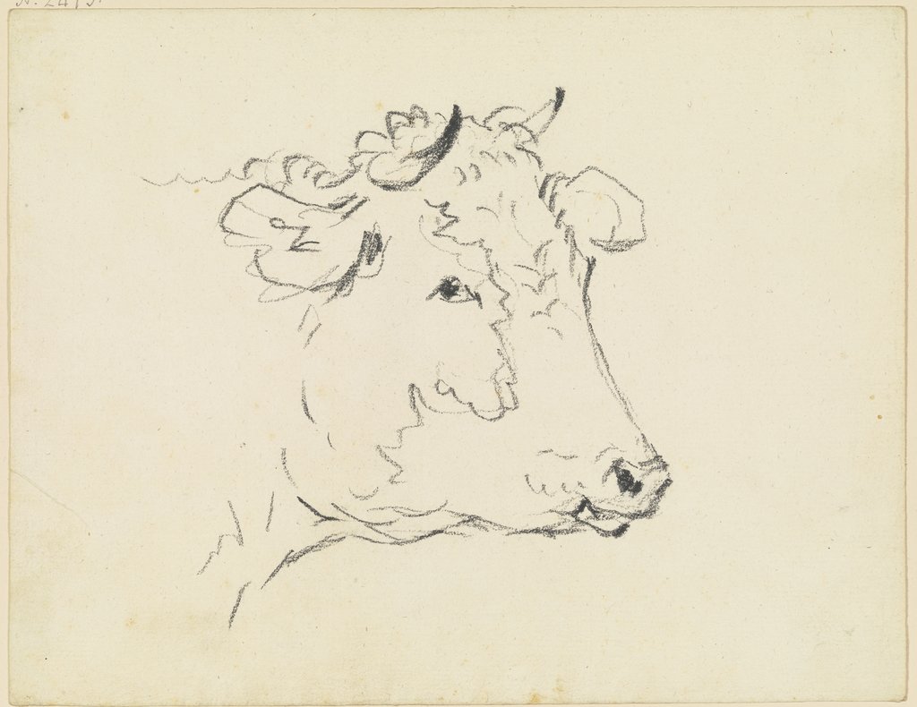 Cow head to the right, Friedrich Wilhelm Hirt