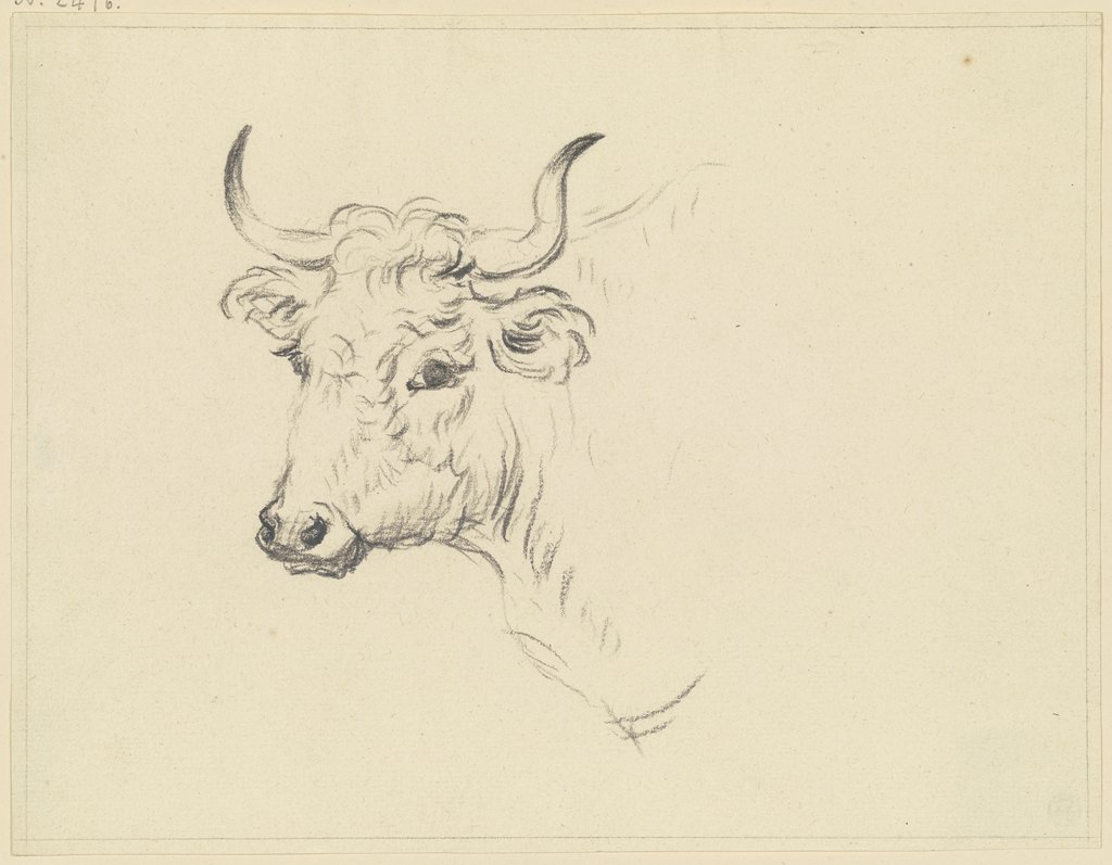 Cattle head to the left, Friedrich Wilhelm Hirt