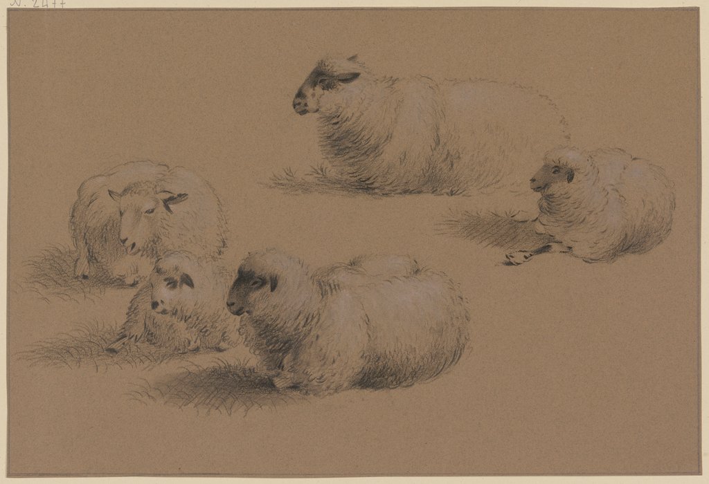 Fünf liegende Schafe, Friedrich Wilhelm Hirt