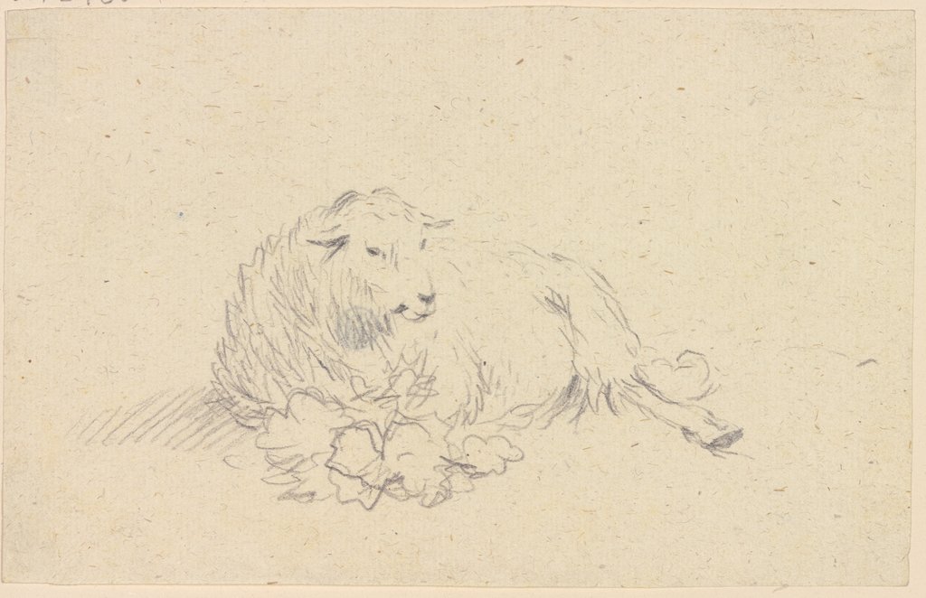 Liegendes Schaf, Friedrich Wilhelm Hirt