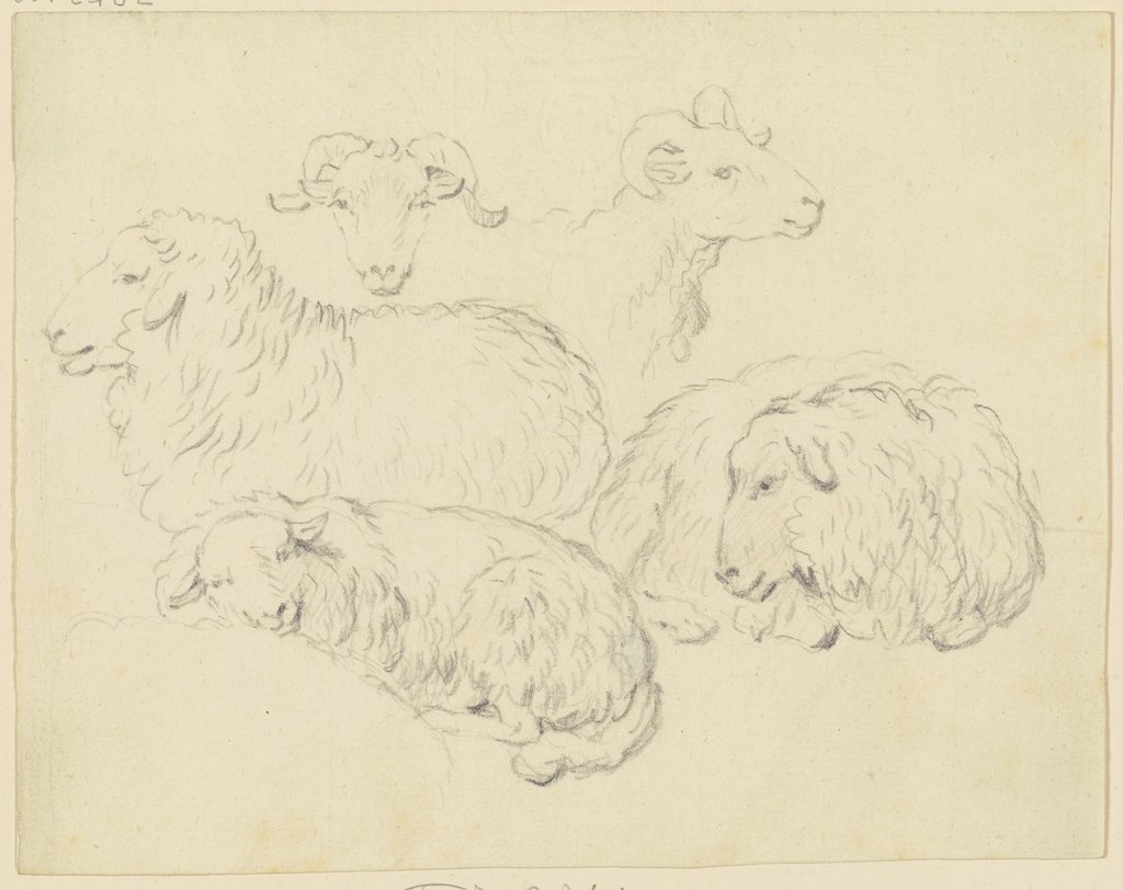 Eine Gruppe beieinander liegender Schafe, Friedrich Wilhelm Hirt
