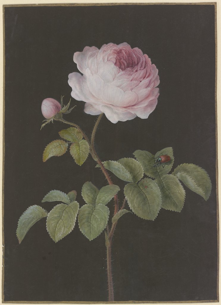 Rosa Rose (Rosa) mit einem braunen Käfer, Barbara Regina Dietzsch;   zugeschrieben