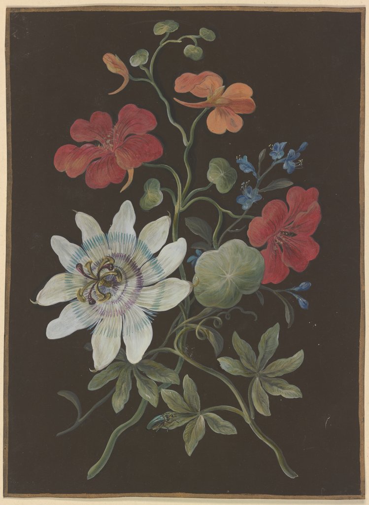 Gesteck aus Passionsblume (Passiflora), roter Kapuzinerkresse (Tropaeplum) und Vergißmeinnicht (Myosotis), mit blauem Käfer, Barbara Regina Dietzsch;  circle; attributed