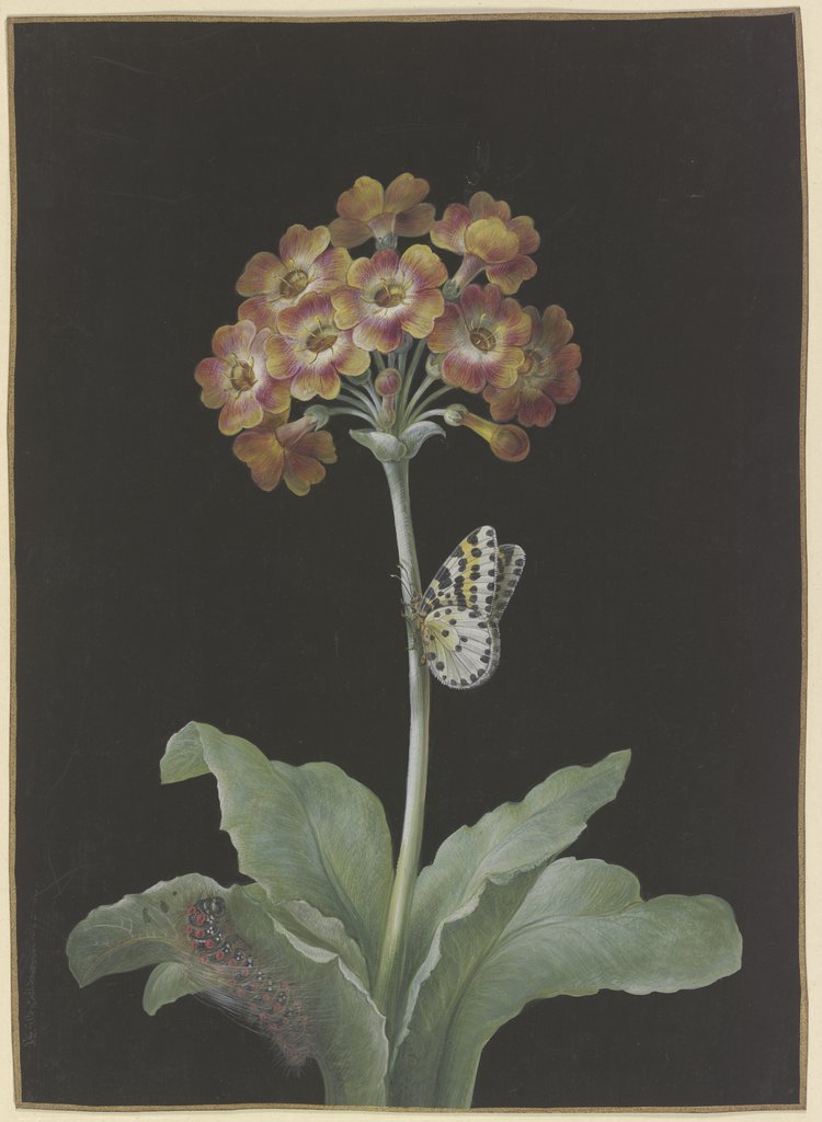 Orangerote Aurikel (Primula auricula) mit Stachelbeer-Harlekin und sich einspinnender Raupe, Barbara Regina Dietzsch;   attributed
