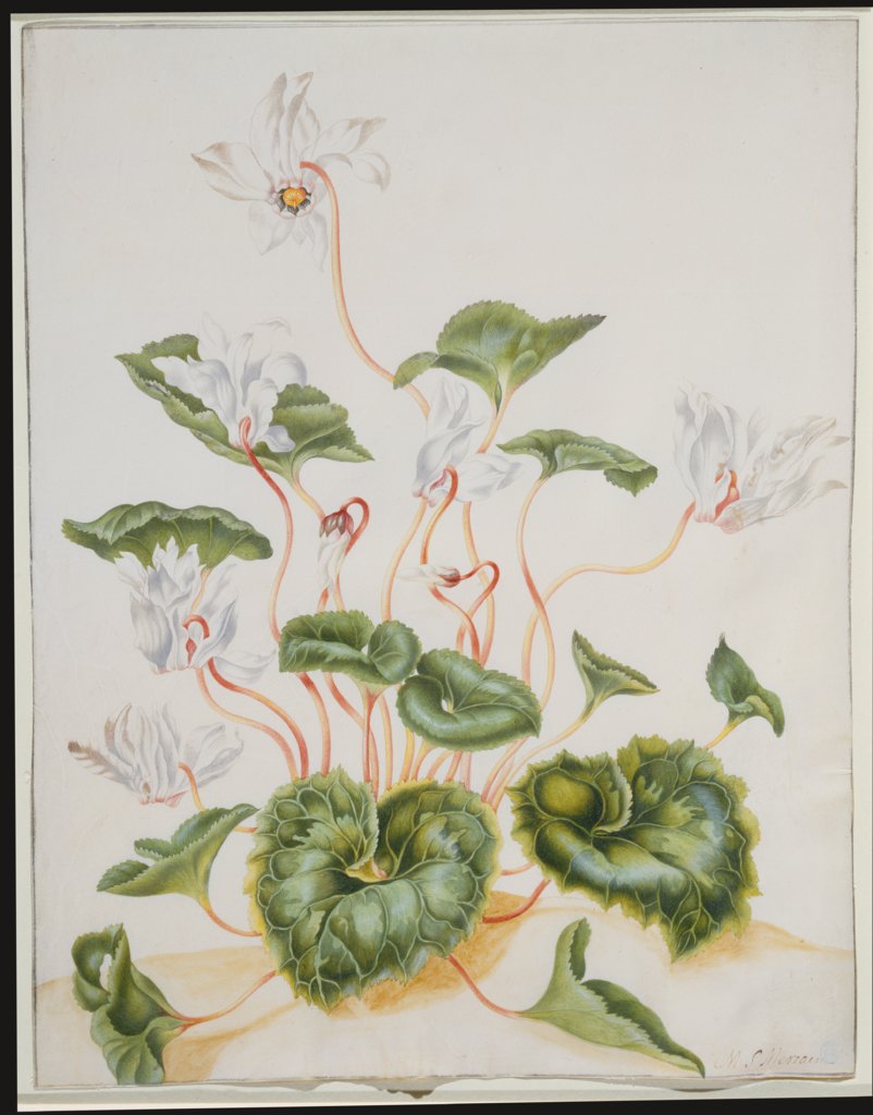 Weiße Cyclamen, Maria Sibylla Merian, Johanna Helena Herolt;   ?, Dorothea Maria Henriette Gsell;   ?