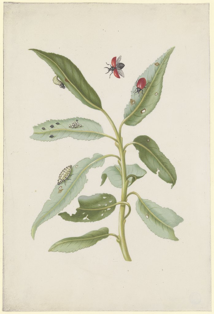 Willow leaves with poplar leaf beetles, eggs and larvae, Maria Sibylla Merian