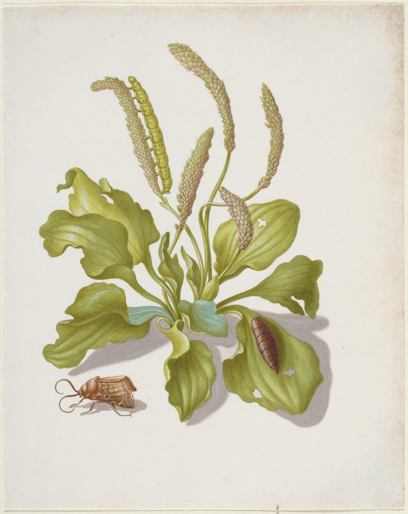 Plantain with Metamorphosis of the Brigh-Line Brown-Eye, Maria Sibylla Merian