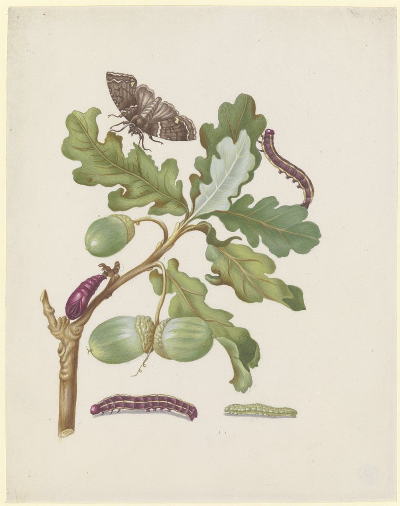 Oak branch with owlet moth, caterpillars and pupa, Maria Sibylla Merian