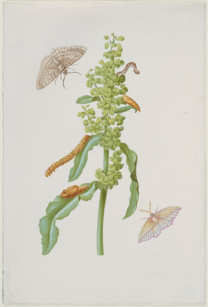 Curly Dock with Metamorphoses of the Small Engrailed and the Blood-Vein, Maria Sibylla Merian