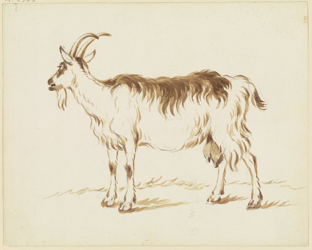 Standing goat to the left, Friedrich Wilhelm Hirt
