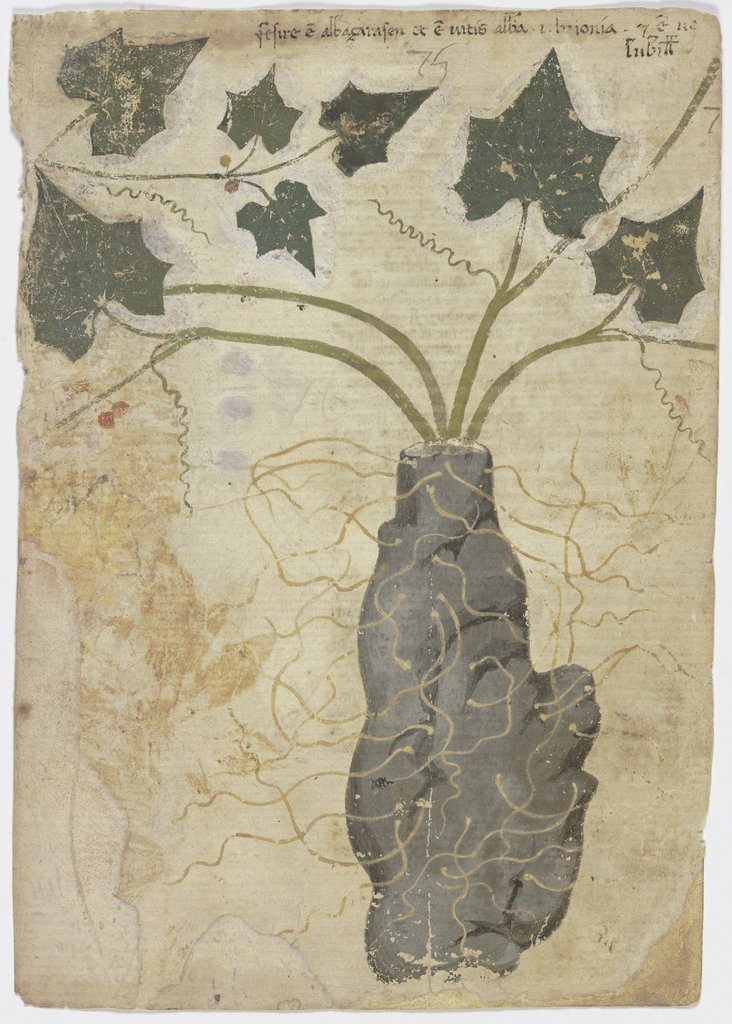 Zaunrübe (Bryonia spec.), Venetisch, 15. Jahrhundert
